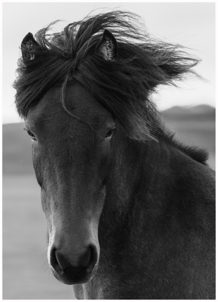 Eadie-Fuentes-Icelandic-Horse-Jan-2025-Digital-Mono-Salon-1st-Place