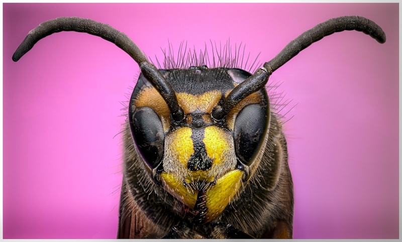 Eadie-Fuentes-Yellow-jacket-Jan-2025-Digital-Color-Salon-1st-Place