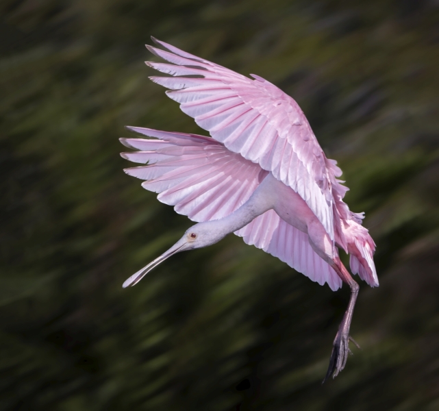 Jerry-Deutsch-Final-Approach-March-2025-Digital-Color-Master-1st-Place