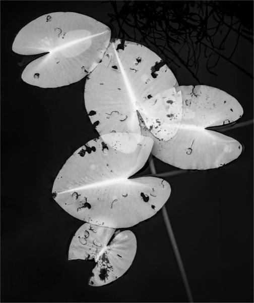 Jerry-Deutsch-Lilypad-Overlap-Nov-2024-Digital-Mono-Master-1st-Place