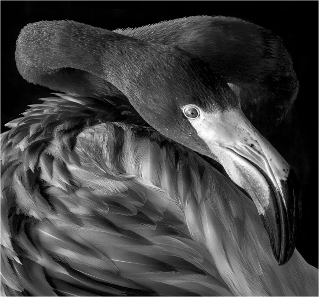 Jerry-Deutsch-Stretch-March-2025-Digital-Mono-Master-1st-Place