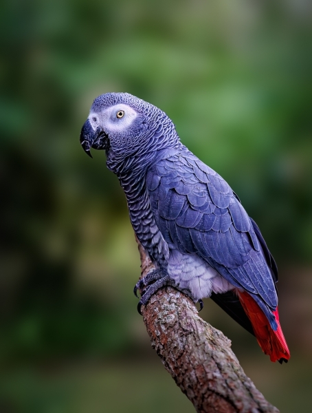 Joe-Ferraro-Polly-wants-Advanced-Cracker-Jan-2025-Digital-Color-Master-1st-Place