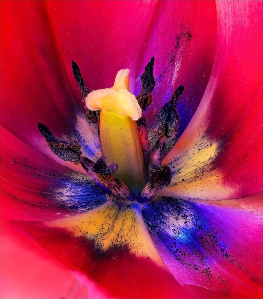 Joel-Goldberg-Inside-the-Tulip-May-2025-Digital-Color-Master-1st-Place