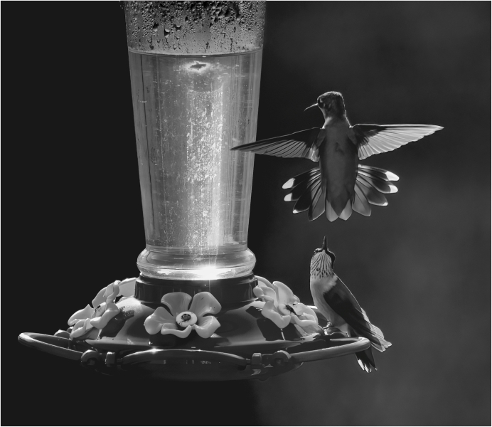 Joel-Goldberg-Looking-for-a-Fight-Sep-2024-Mono-Master-1st-Place