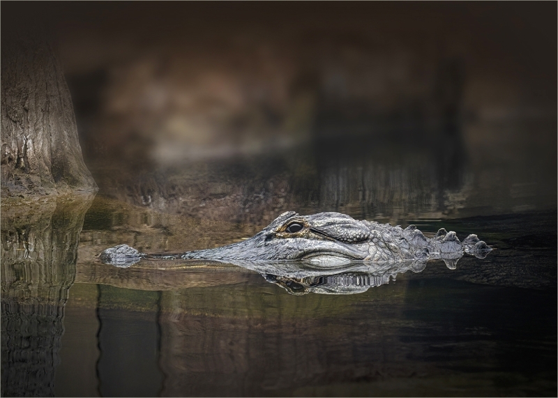 Lilia-Maloratskiy-I-Am-Watching-You-Alligator-Dec-2024-Digital-Color-Master-1st-Place