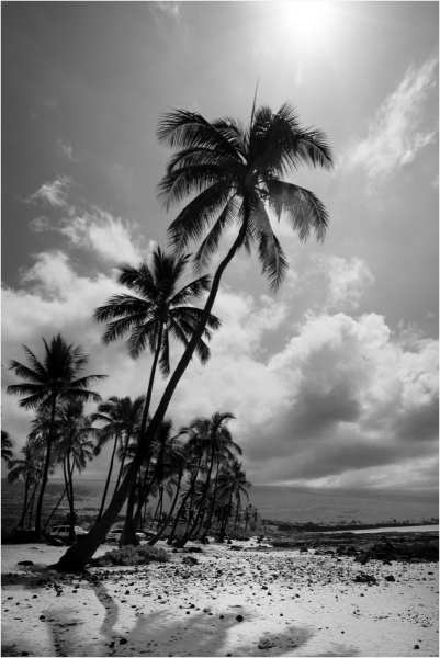 Mannie-Green-Ocean-Palm-Jan-2025-Digital-Mono-Advanced-1st-Place
