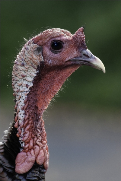 Mannie-Green-Wild-Turkey-May-2025-Digital-Color-Advanced-1st-Place