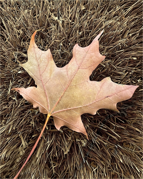 Martin-Sicular-Fallen-Leaf-Nov-2024-Digital-Color-Salon-1st-Place