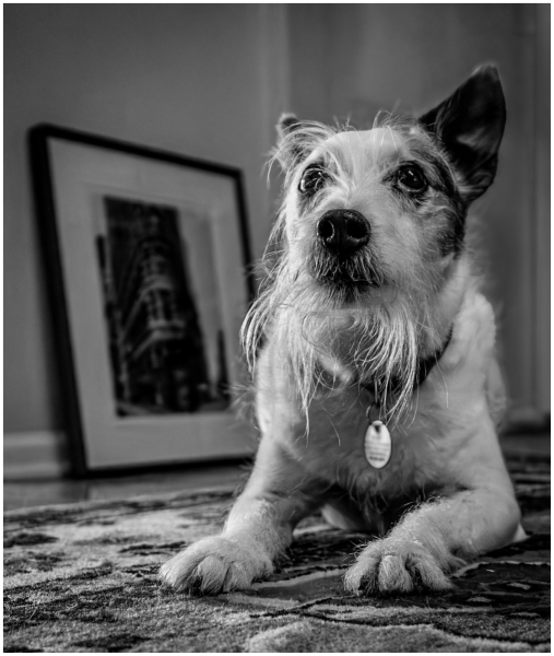 Patricia-Hart-Zackman-Who-is-a-Good-Boy-Dec-2024-Digital-Mono-Advanced-1st-Place