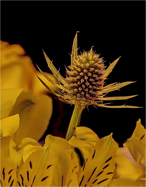 John-Sandstedt-NJFCC-Citation-Extract-from-a-Corsage-Oct-2026-Digital-Color-Theme-Close-Up_Detail-Salon-1st-Place