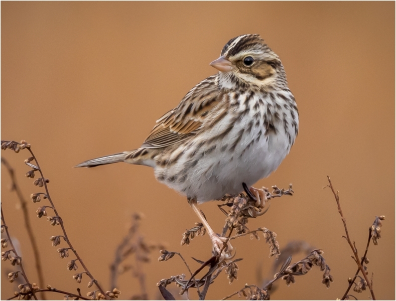 Sharon-Edwards-Sparrow-on-Meadow-Watch-Sept-2026-Digital-Color-Salon-1st-Place