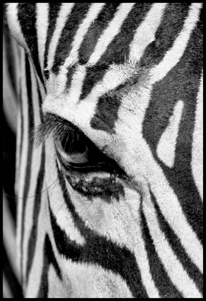 Jim-Kochis-Eye-Of-The-Zebra-Oct-2026-Digital-Mono-Theme_-Close-Up-_-Detail-Salon-1st-Place