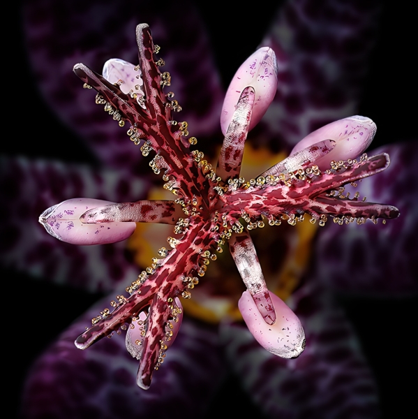 Lilia Maloratskiy-Beauty in the Details - Toad Lily-Oct 2026-Digital Color - Theme Close Up_Detail Master 1st Place