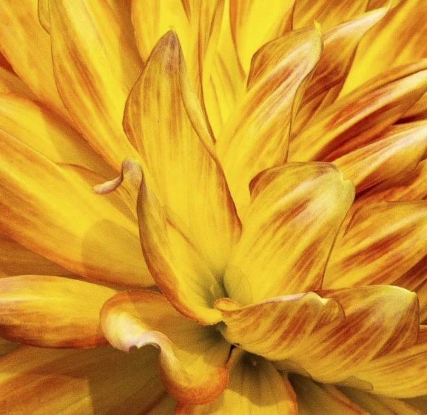 PETE-MIRABELLA-Yellow-is-Alive-Oct-2026-Digital-Color-Theme-Close-Up_Detail-Advanced-1st-Place