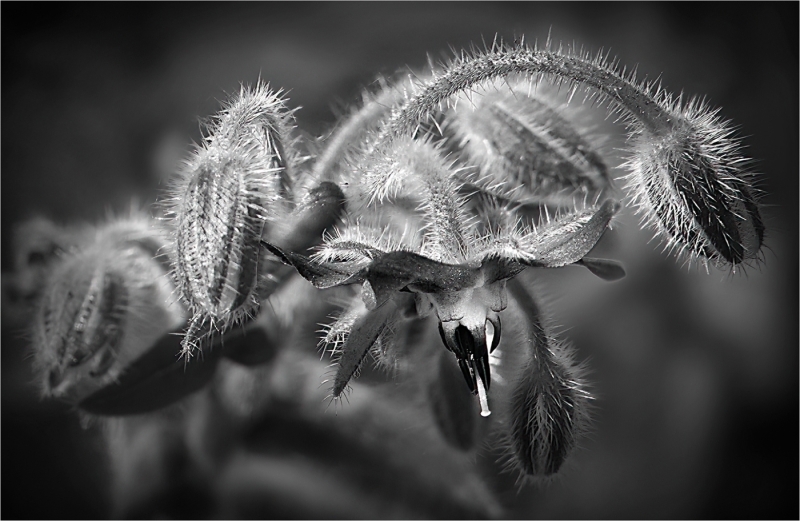 Lilia-Maloratskiy-Borage-Oct-2026-Digital-Mono-Theme_-Close-Up-_-Detail-Master-1st-Place