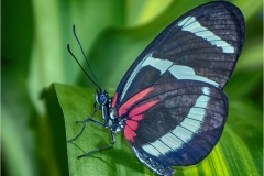 Bernie-Solomon_Butterfly-on-Leaf_Apr-23-2020_Open-DIGITAL-Color-Advanced_1st-Place