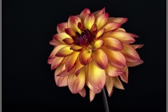 Dahlia-Mai-Tai_Loujeanne-Cuje-Topic-Red-PRINT-Color-Master_1st-Place_20191031