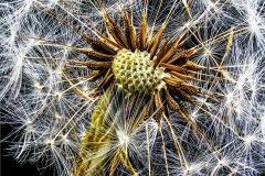 Dandelion Gone To Seed