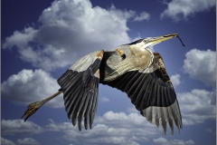 Herbert-Zaifert_Great-Blue_May-2020_Open-DIGITAL-Color-Salon_Award