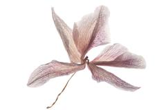 Jerry-Deutsch_Dried-Orchid_Apr-23-2020_Open-DIGITAL-Color-Salon_1st-Place