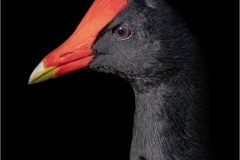 Jerry-Deutsch_Uncommon-Moorhen_Apr-23-2020_Open-DIGITAL-Color-Salon_Award
