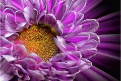 Joel-Goldberg_Flower-Power_May-2020_Open-DIGITAL-Color-Salon_Medal