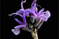 Joel-Goldberg_Rosemary-Herb-Flower_May-2020_Open-DIGITAL-Color-Salon_Award