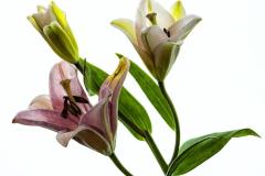 LILLYS_Joel-Goldberg_Open-PRINT-Color-Salon_Award_Dec-2019