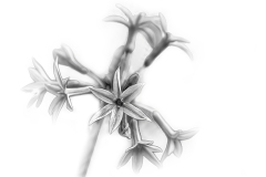 Phil-Levy_Flower-in-High-Key_Apr-23-2020_Open-DIGITAL-Mono-Salon_Medal