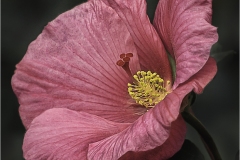 Phil-Levy_Hibiscus_Apr-23-2020_Open-DIGITAL-Color-Salon_Award