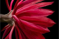 Profile_Alan-Bogard-Topic-Red-DIGITAL-Color-Salon_1st-Place_20191031