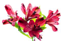 RED-Alstroemeria_Joel-Goldberg-Topic-Red-PRINT-Color-Salon_Medal_20191031