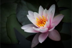 Susan-Boston_Pink-Waterlily_May-2020_Open-DIGITAL-Color-Master_Award