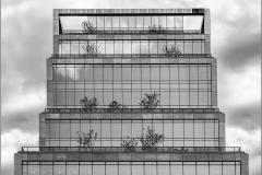 Terrace-Bushes_Rich-Despins_Open-PRINT-Mono-Salon_1st-Place_Dec-2019