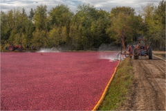 The-Cranberry-Harvest_Mark-Schwartz-Topic-Red-DIGITAL-Color-Master_1st-Place_20191031