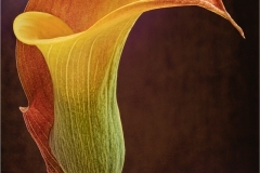 Alan-Bogard_Calla-Lily-1-Sept-2020-Open-Color-Salon_Award