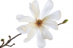 Alan-Bogard_Magnolia_May-2021_-Still-Life-Flowers_-Color-Salon_Award