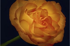 Alan-Bogard_Orange-Beauty_April-2021_Open-DIGITAL-Color-Salon_Award