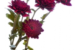 Alan-Bogard_Sextet_May-2021_-Still-Life-Flowers_-Color-Salon_Medal