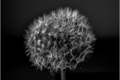 Anoop-Srivastava-Dandelion-Nov-2020-Monochrome-BEGINNER-Award