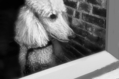 Arnold-Halpern-Doggie-in-the-Window-Nov-2020-Monochrome-SALON-Award