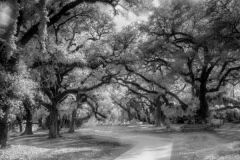 Arnold-Halpern_Southern-Live-Oak-Trees-Flamingo-Gardens-Fl.-Ifrared-Photo-Dec-2020-Open-Mono-Salon_Award