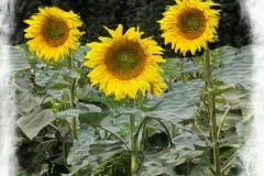 Arnold-Halpern_Sunflowers_May-2021_-Still-Life-Flowers_-Color-Salon_Award