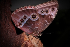 Bernie-Solomon_Butterfly-on-Log-Sept-2020-Open-Color-Advanced_Award