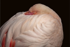 Bernie-Solomon_Flamingo-at-Rest_April-2021_Open-DIGITAL-Color-Advanced_Award