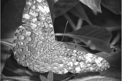 Bernie-Solomon_San-Antonio-Zoo-Butterfly_June-2021_New-Place-You-Love-Mono-Advanced_Medal