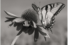 Bob-Dowd-Among-The-Flowers-Nov-2020-Monochrome-SALON-Medal