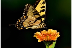 Bob-Dowd_Tiger-Swallowtail-Sept-2020-Open-Color-Salon_Medal