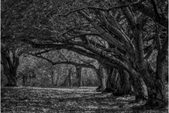 Bob-Kozera-under-tree-canopy-Nov-2020-Monochrome-ADVANCED-Medal