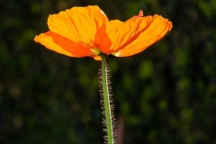 Bob-Kozera_Orange-Reflection_May-2021_-Still-Life-Flowers_-Color-Advanced_Award